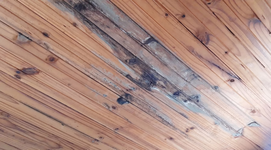 A Growing Danger – Mold Infestations and Health Hazards in Neglected Properties