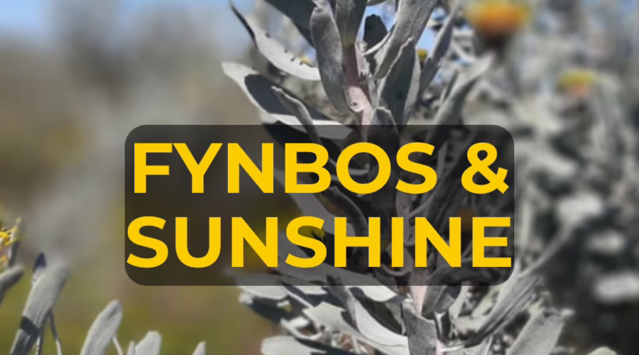 Episode 2: Sunshine and Fynbos