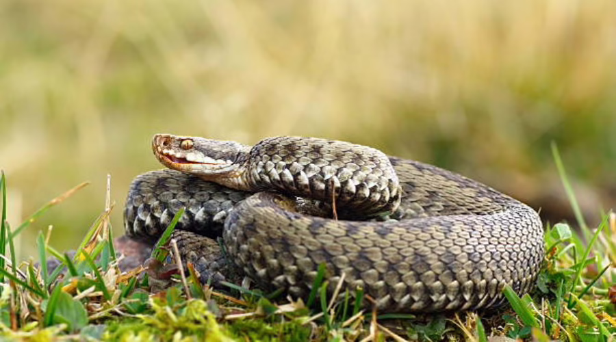 The Snake in the Grass: How Unchecked Malice Can Destroy a Community